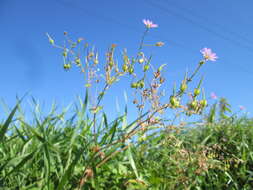 Image of hedgerow geranium