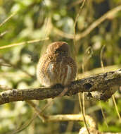 Image of Asian Barred Owlet