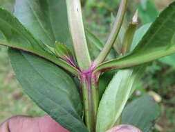 Image of Artanema longifolium (L.) Vatke