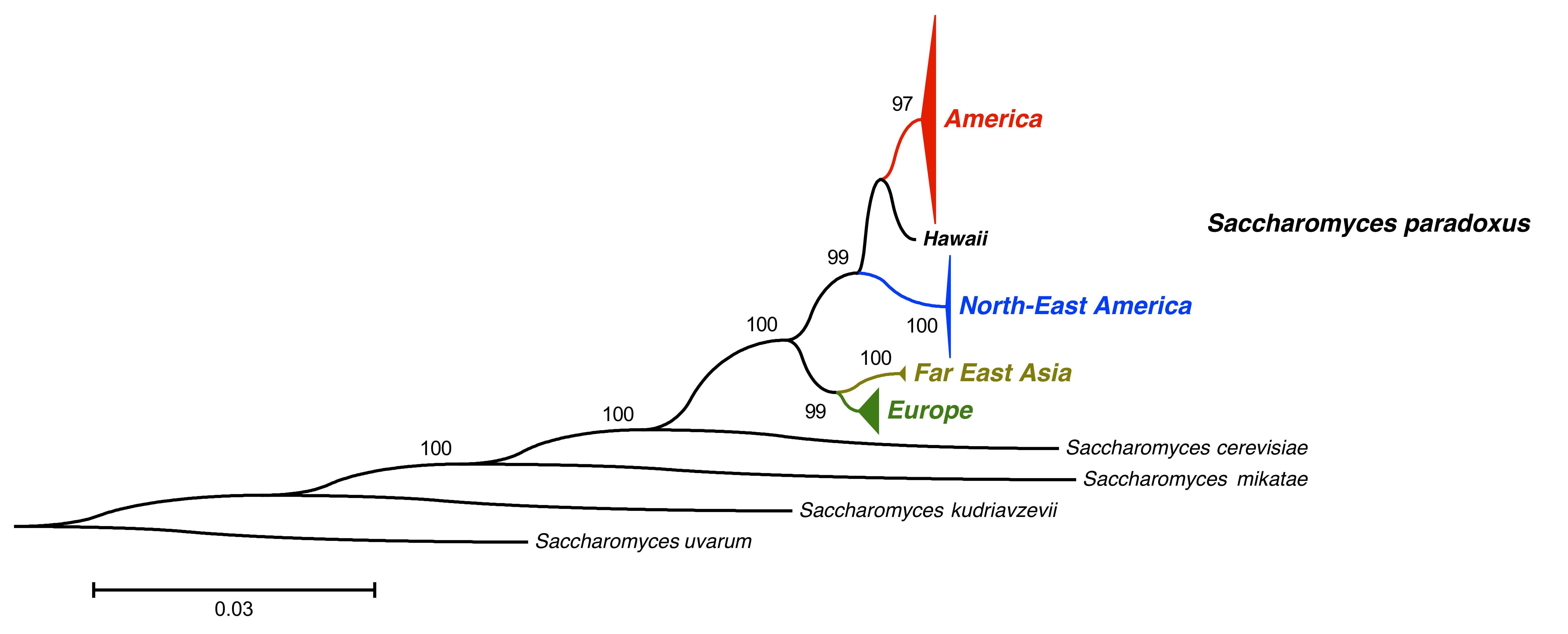 Слика од Saccharomyces