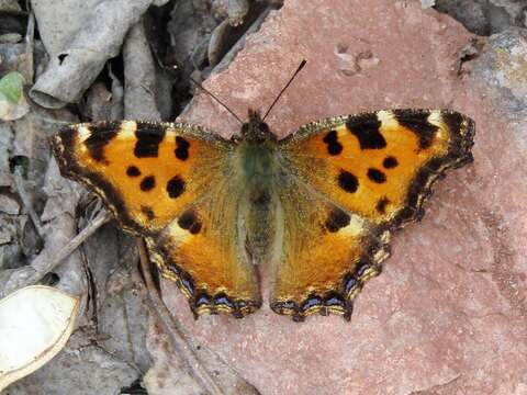 Nymphalis polychloros Linnaeus 1758 resmi