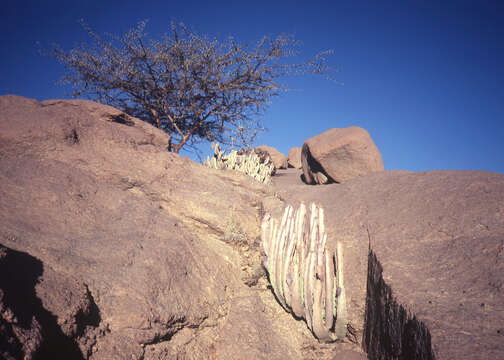 Vachellia tortilis (Forssk.) Galasso & Banfi的圖片