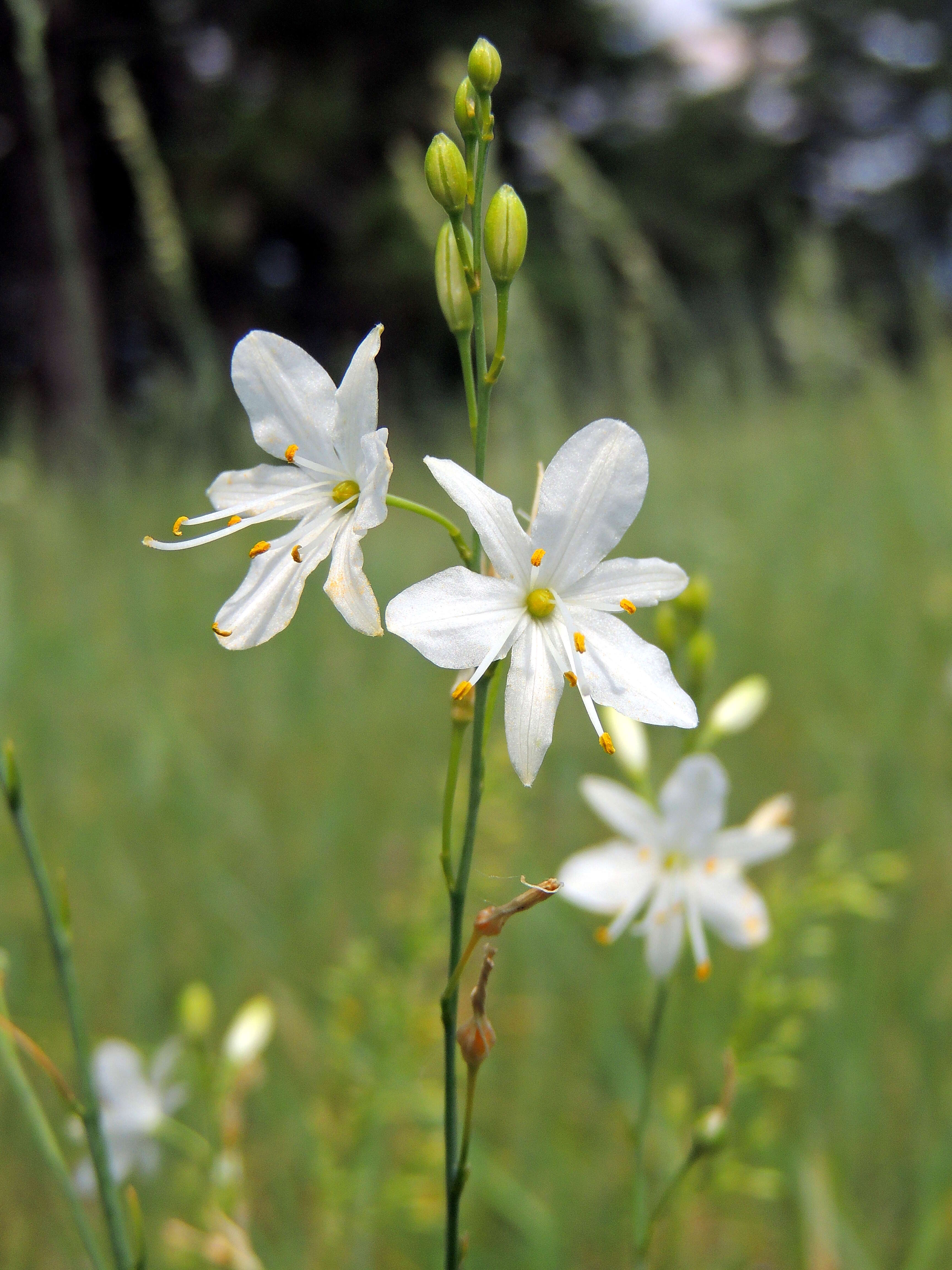 Image of Branched St Bernard's lily