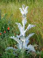 Image of Cotton Thistle