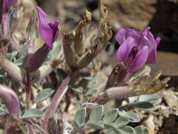 Image of Newberry's milkvetch