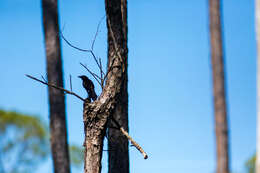 Image of Common Grackle