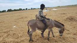 Image of Ass -- Feral donkey