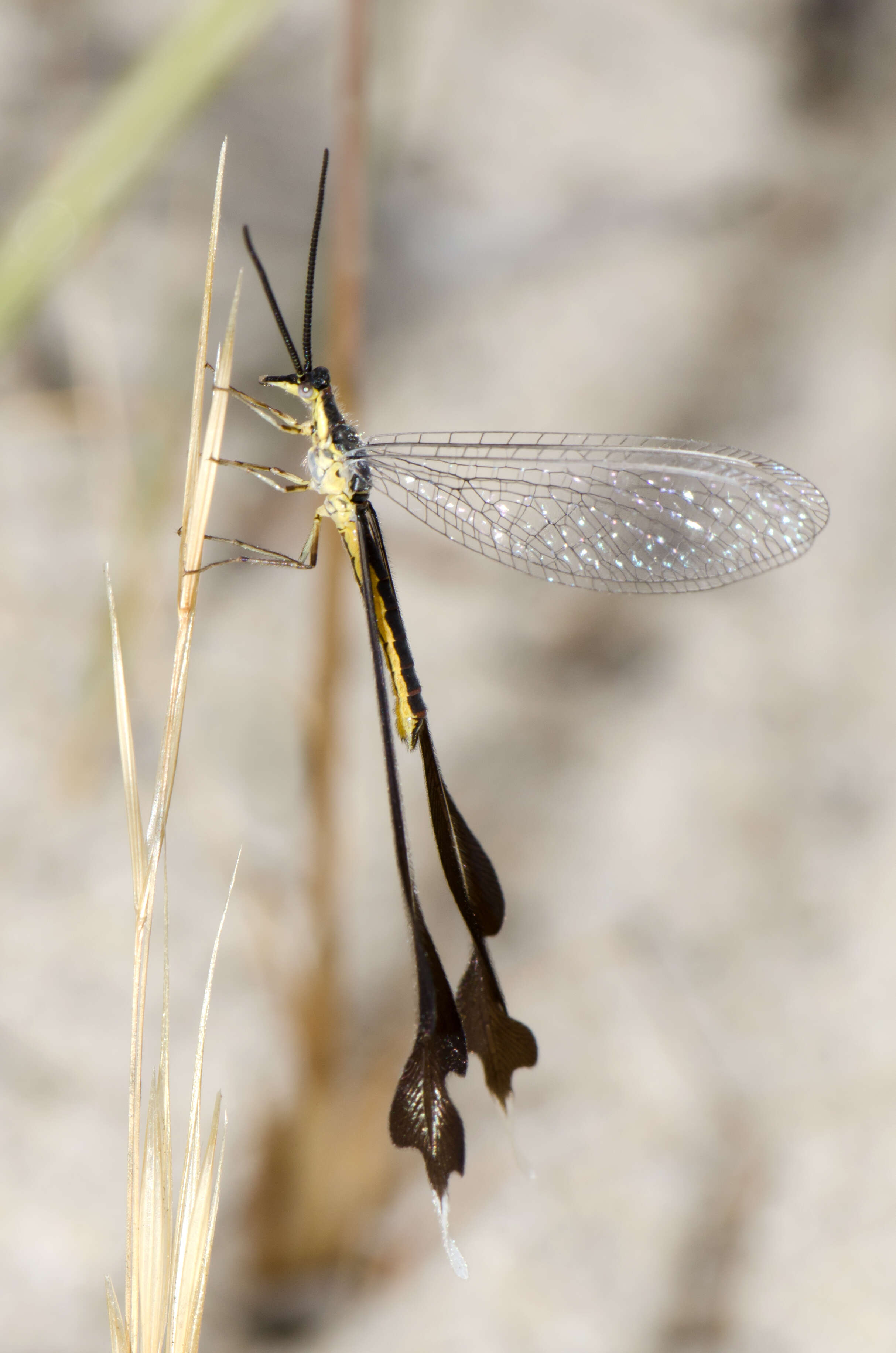 Image of thread-winged lacewings