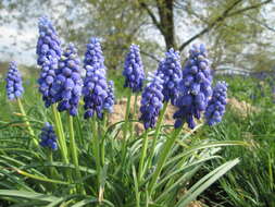 Imagem de Muscari armeniacum H. J. Veitch