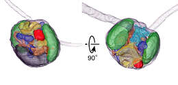 Image de Prymnesiophyceae