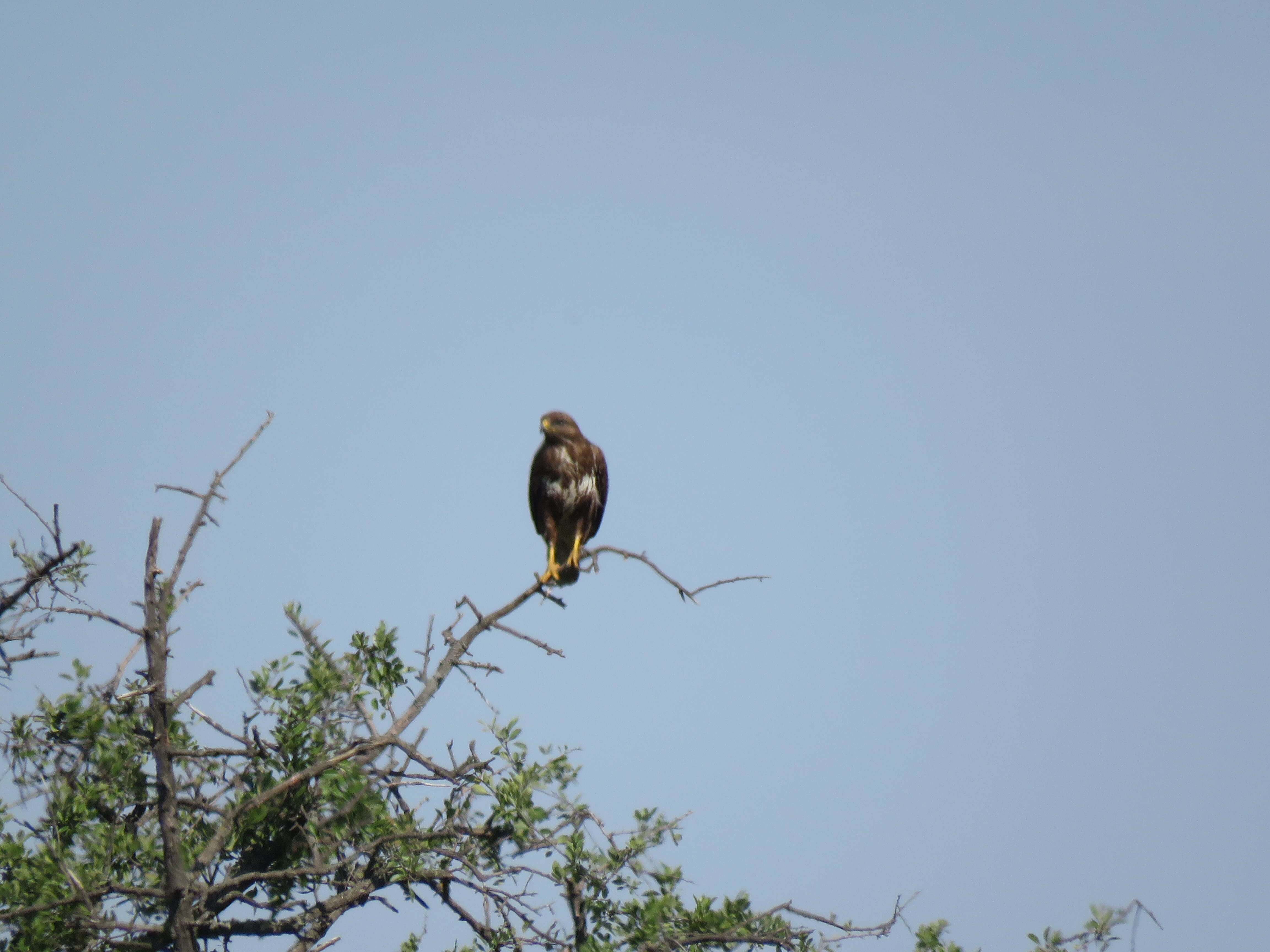 Image of Common Buzzard