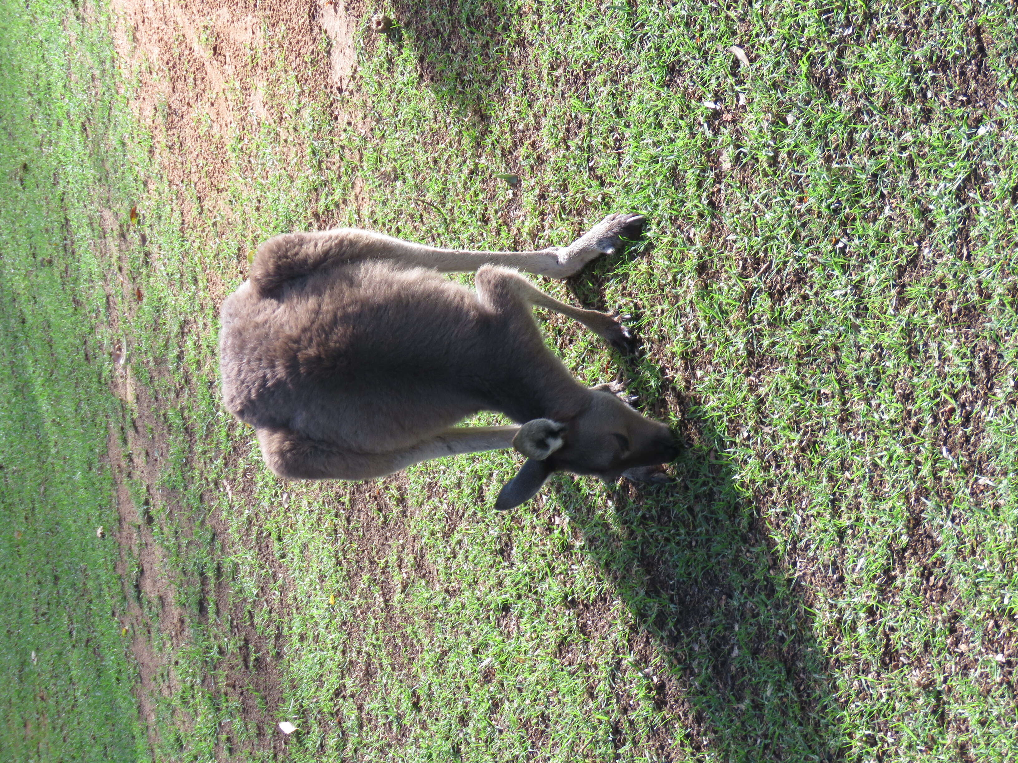 Macropus fuliginosus (Desmarest 1817) resmi