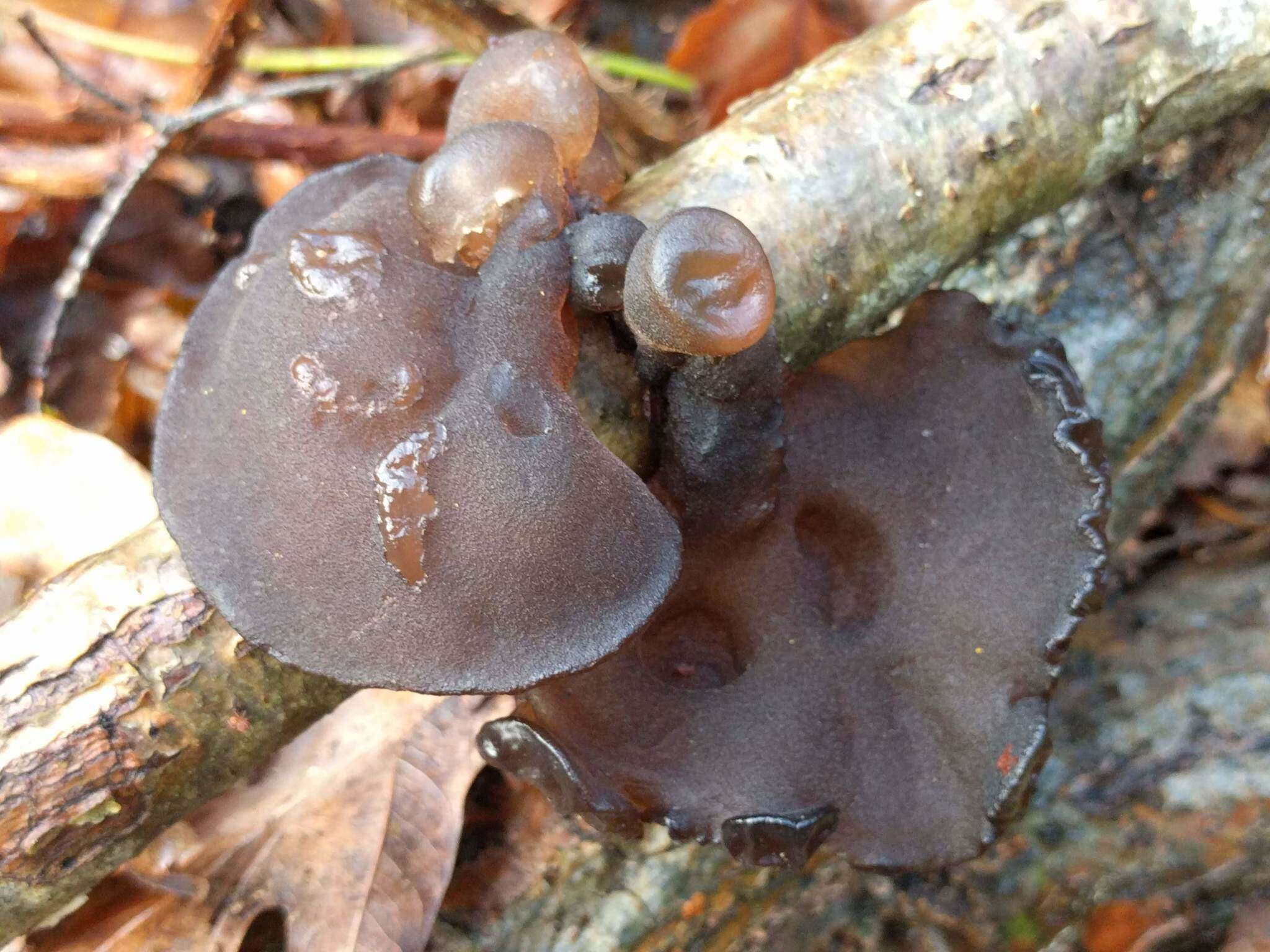 Image of Black Witches' Butter