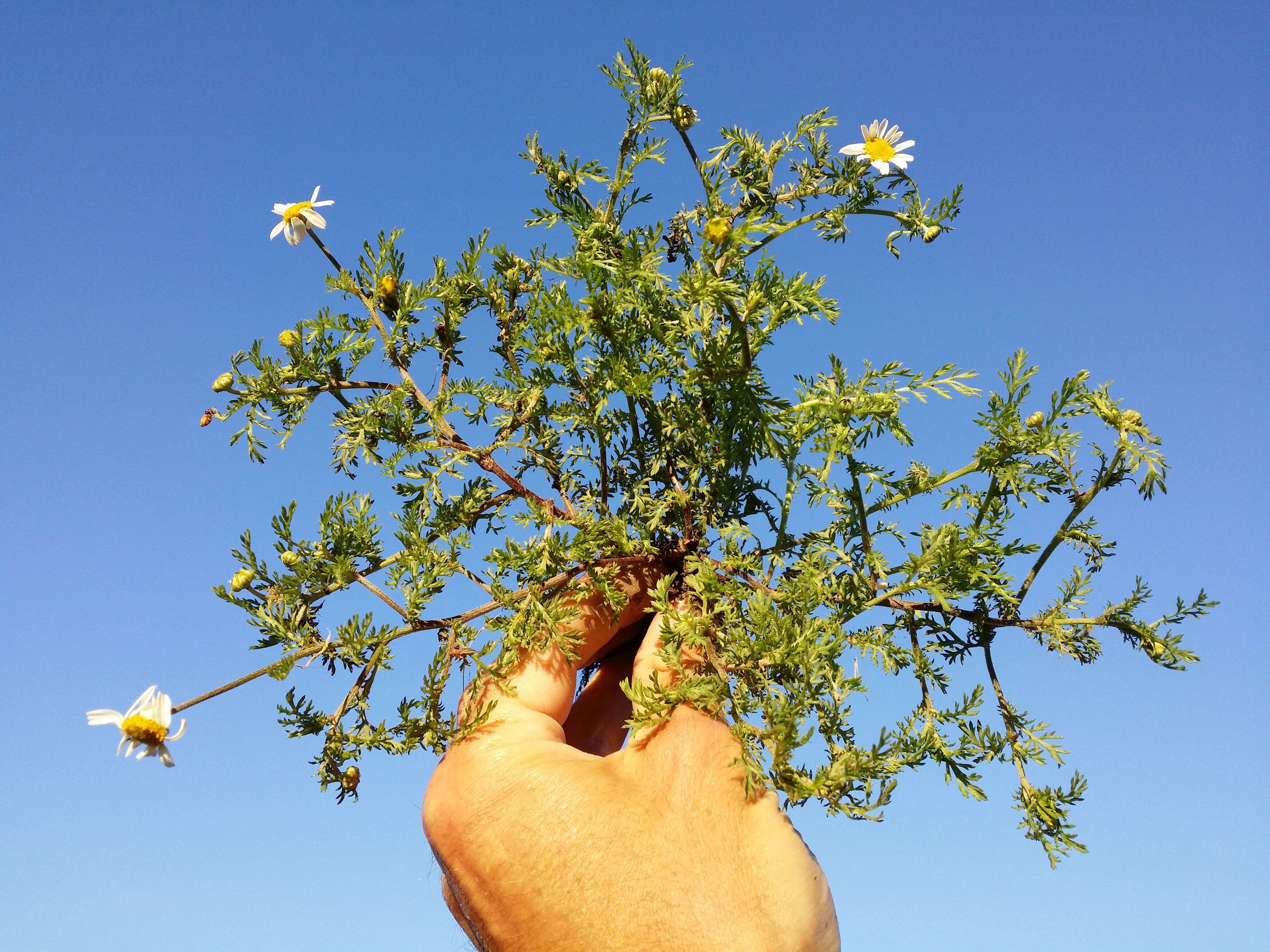 Image of corn chamomile