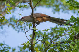 Image of Cuban Lizard-cuckoo