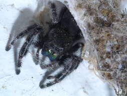 Phidippus audax (Hentz 1845) resmi