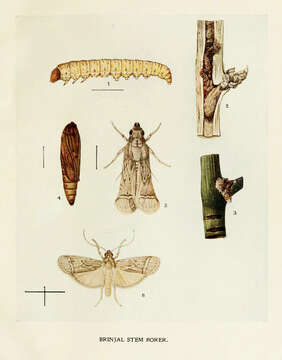 Image of Euzophera perticella Ragonot 1888
