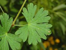 Image of hedgerow geranium