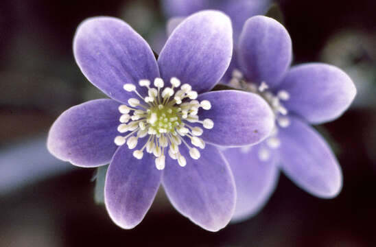 Image of roundlobe hepatica