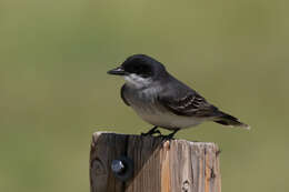 Image of Eastern Kingbird