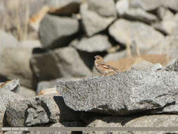 Image of Asian Crimson-winged Finch