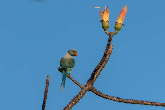 Image of Blue-winged Parakeet