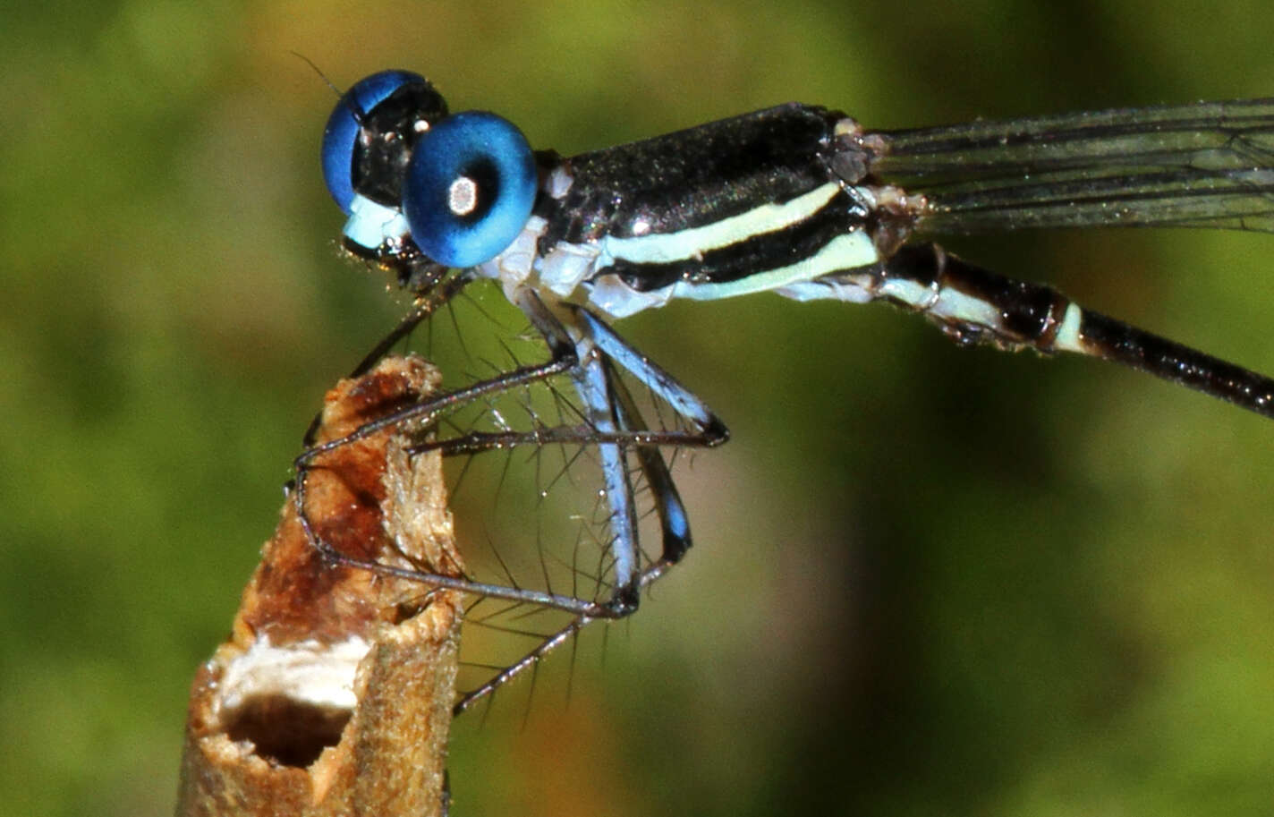 Image of Protosticta cyanofemora