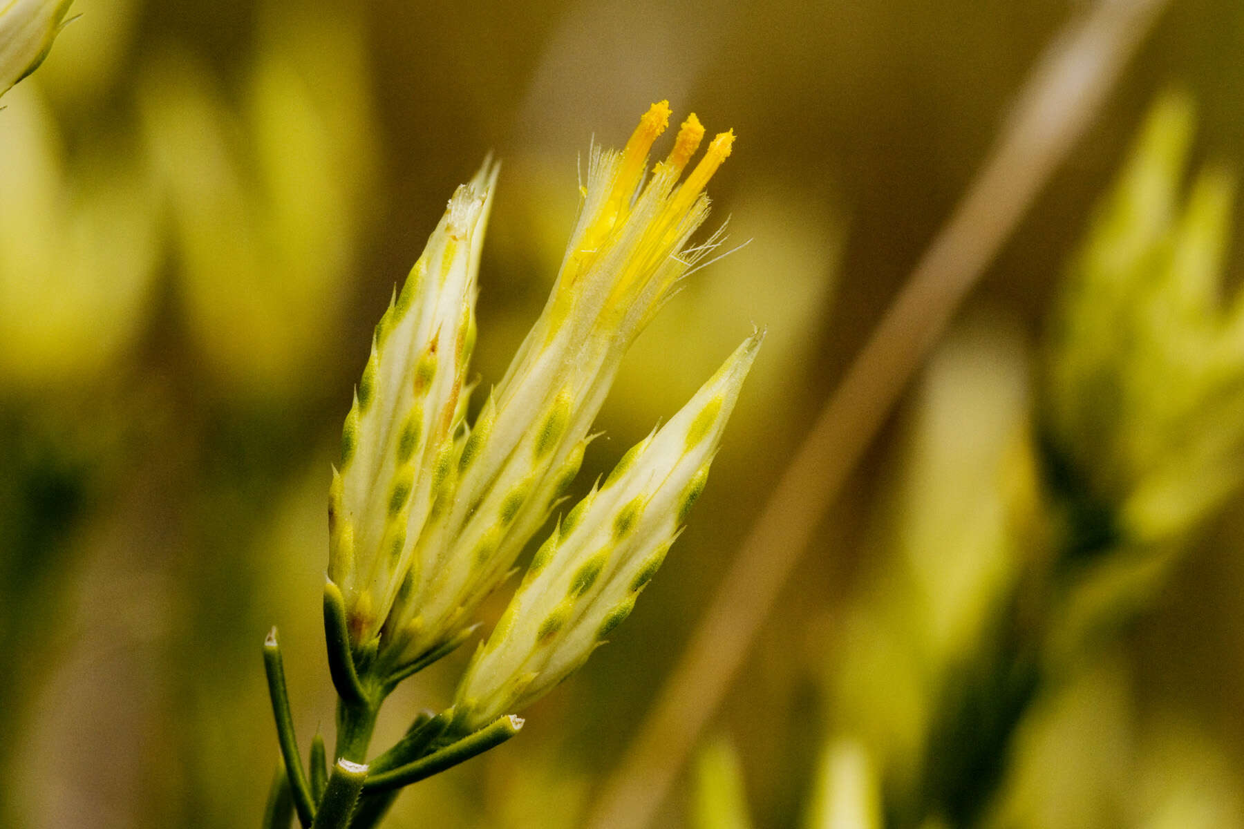 Image of Bailey's rabbitbrush