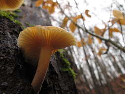 Plancia ëd Flammulina velutipes (Curtis) Singer 1951