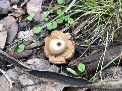 Image of Collared Earthstar