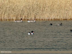 Image of shelduck, common shelduck