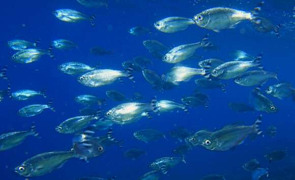 Image of Barred flagtail