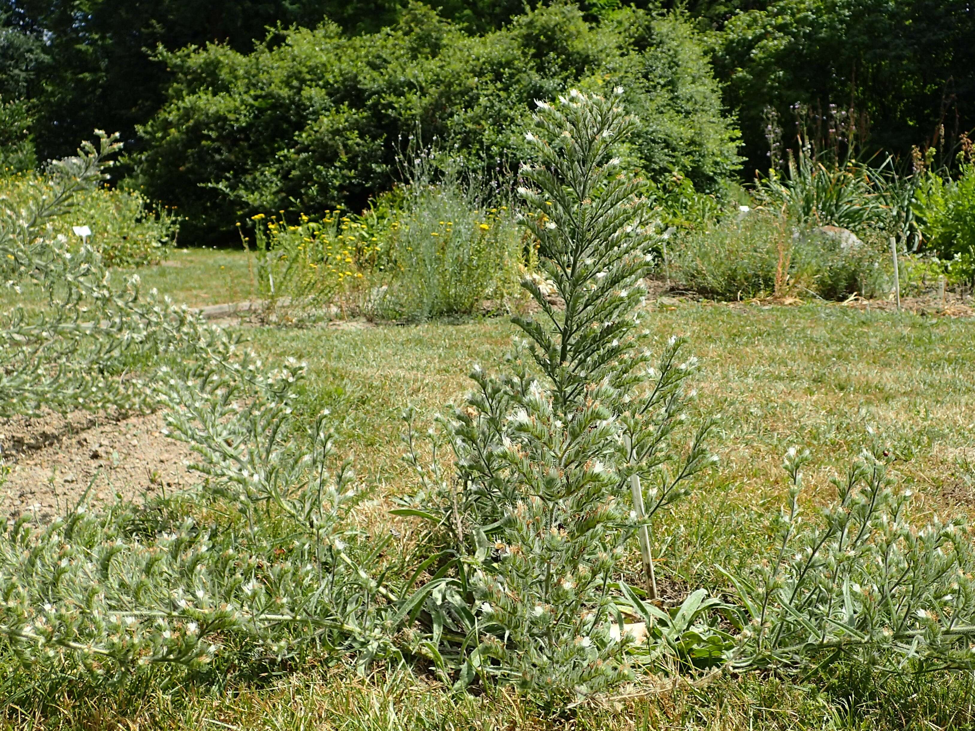 Image of Italian viper's bugloss