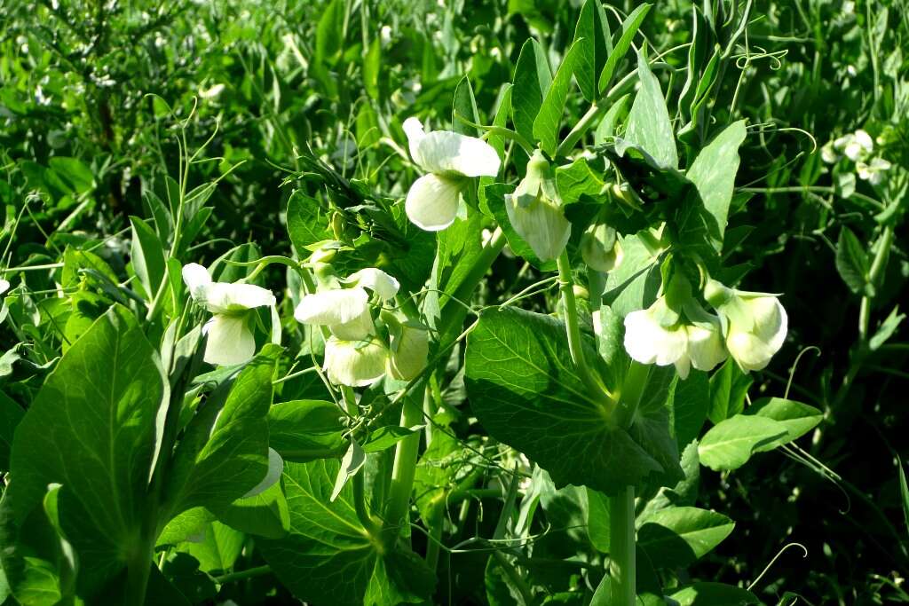 Image of Pisum sativum var. macrocarpum