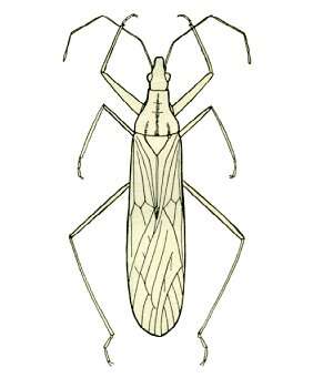 Image of Pale Damsel Bug