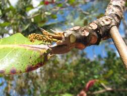 Image of tropical-almond