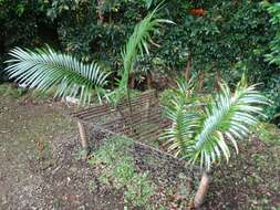 Image of Madagascar Cycad