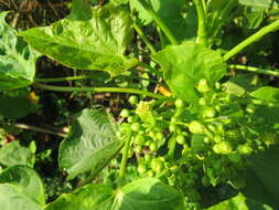 Image of Barbados nut