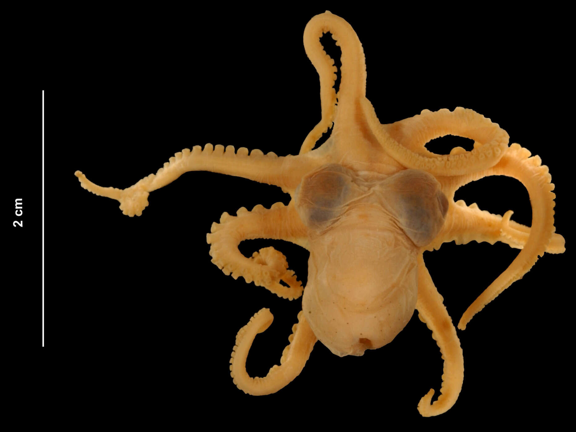 Image of Joubin's octopus