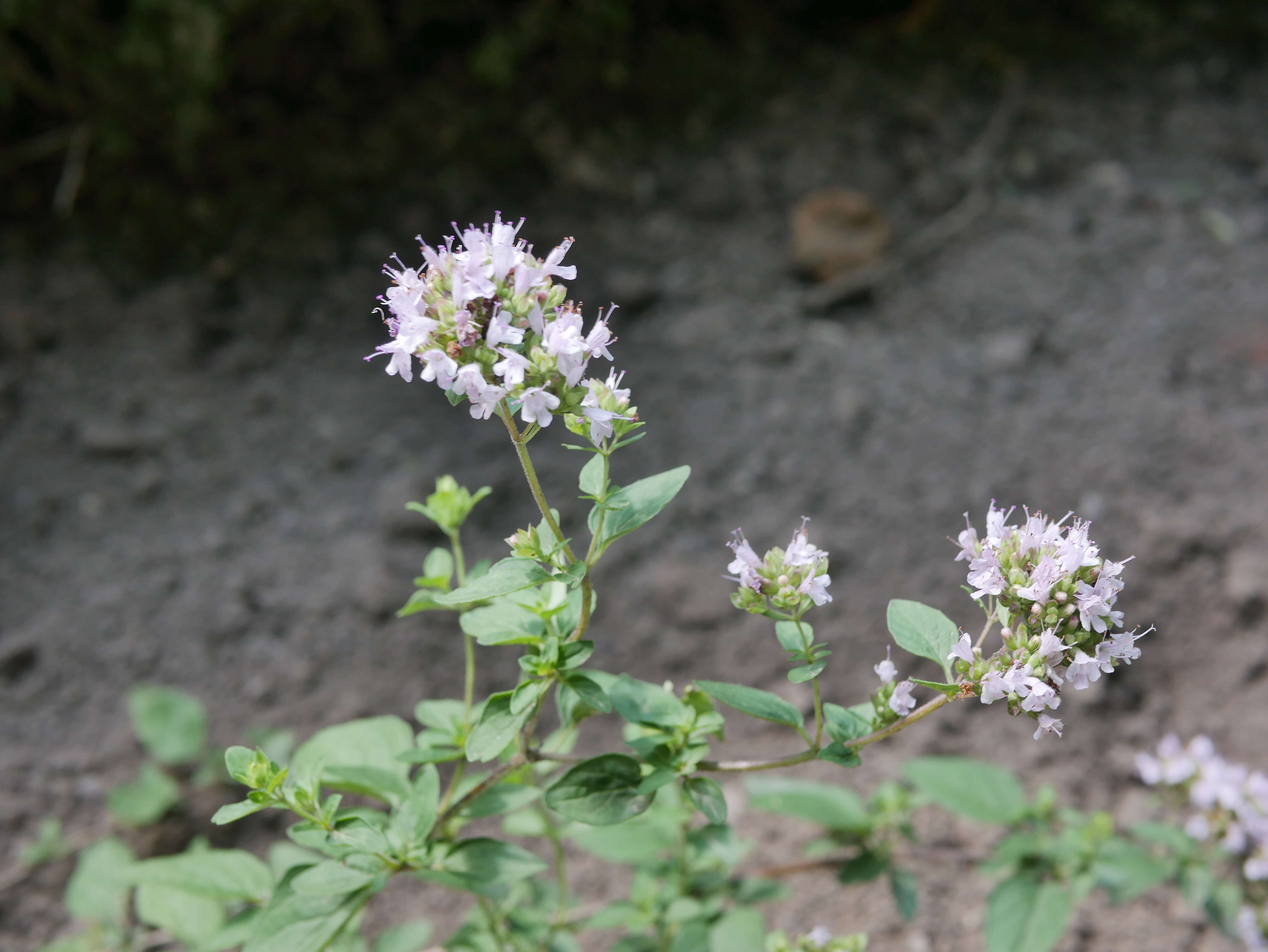 Image of oregano