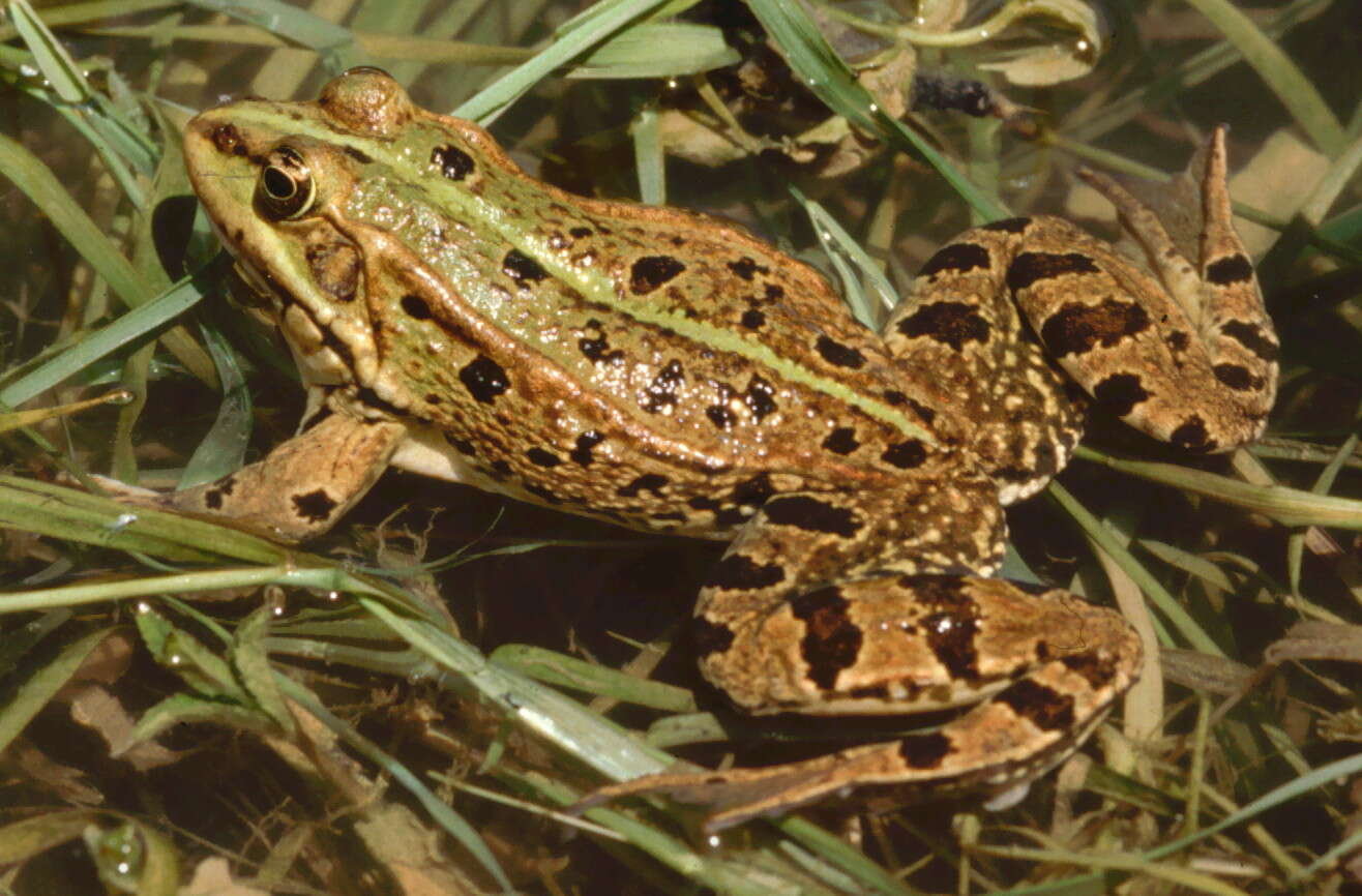 Image of Levant Green Frog