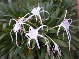 Image of beach spiderlily