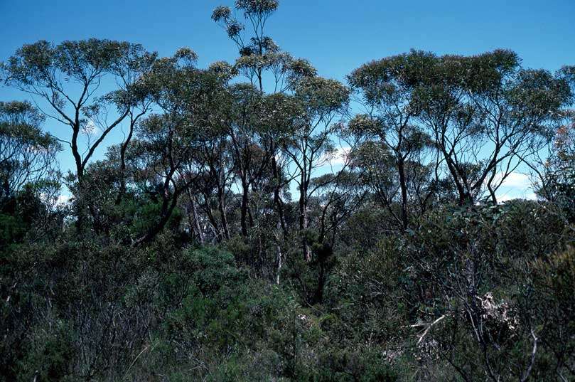 Image of Eucalyptus ligustrina A. Cunn. ex DC.