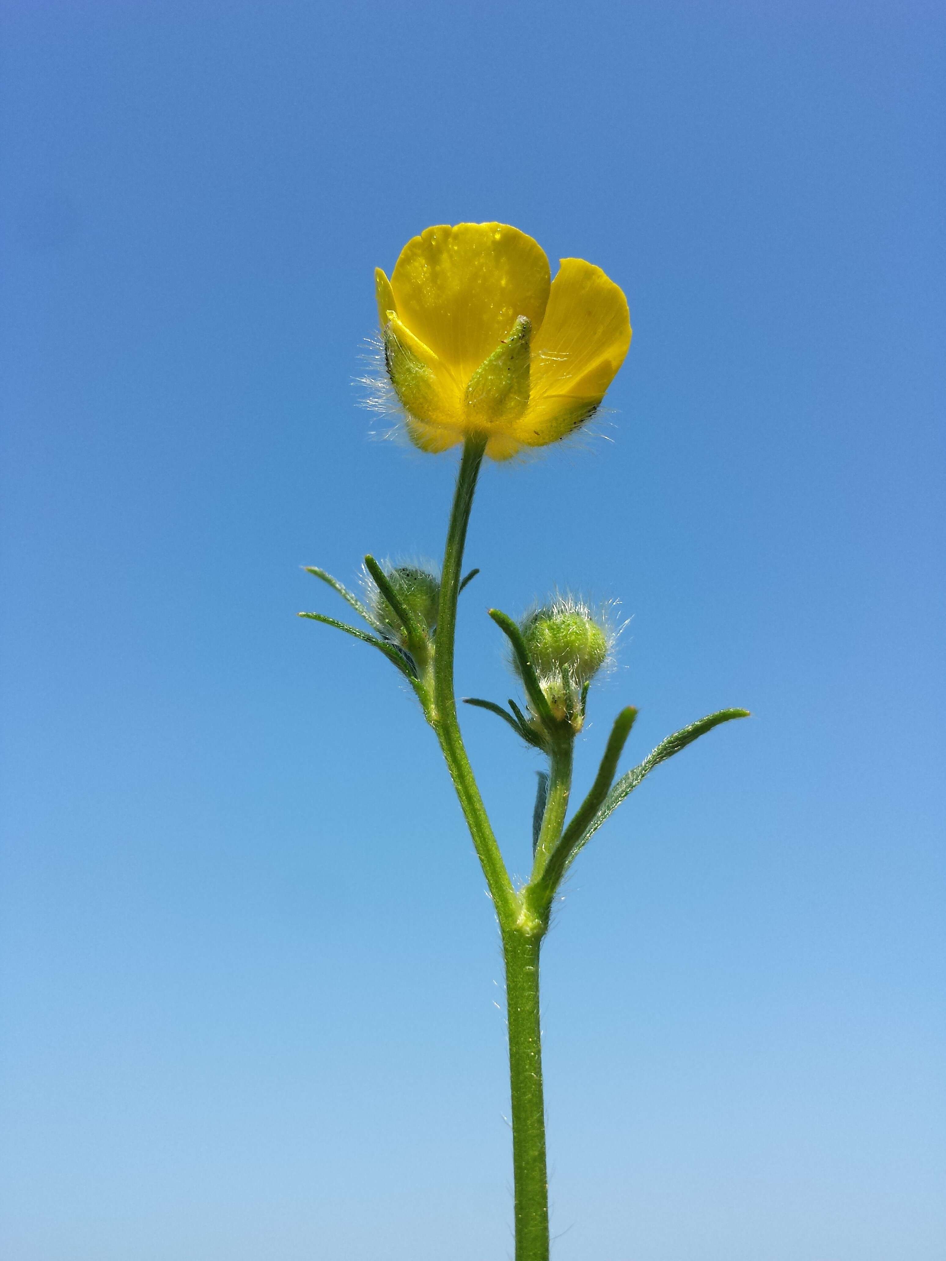 Image of Ranunculus polyanthemos L.