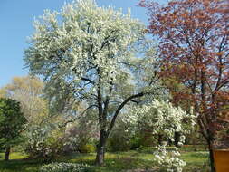 Imagem de Pyrus betulifolia Bunge