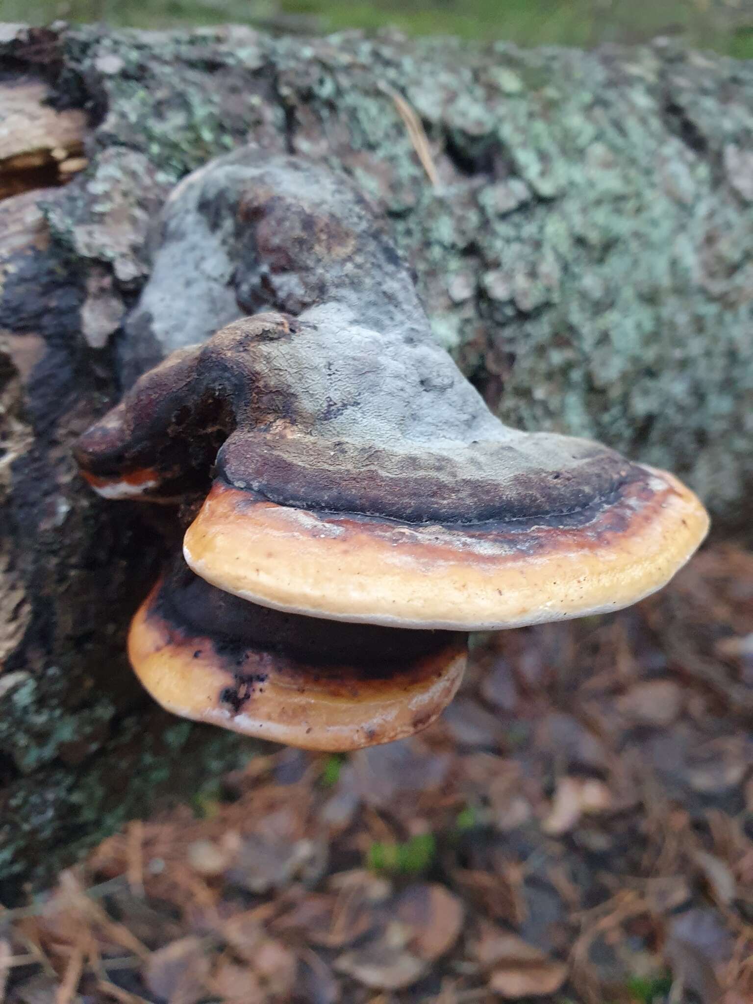 Image of Red-banded bracket