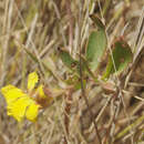 Image de Goodenia gibbosa R. C. Carolin