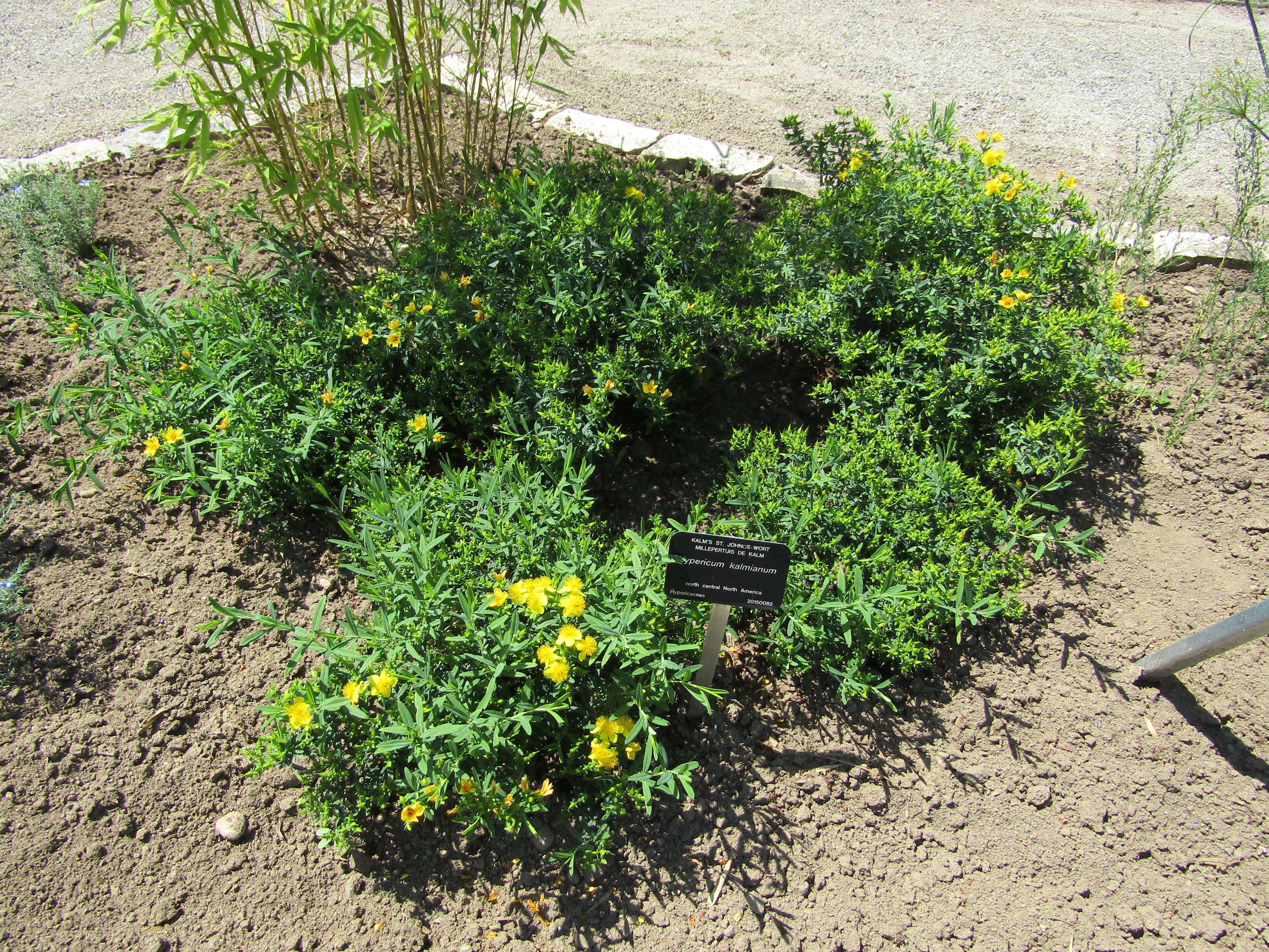 Image of Kalm's St. John's wort