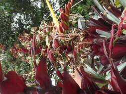 Image of Alcantarea imperialis (Carrière) Harms