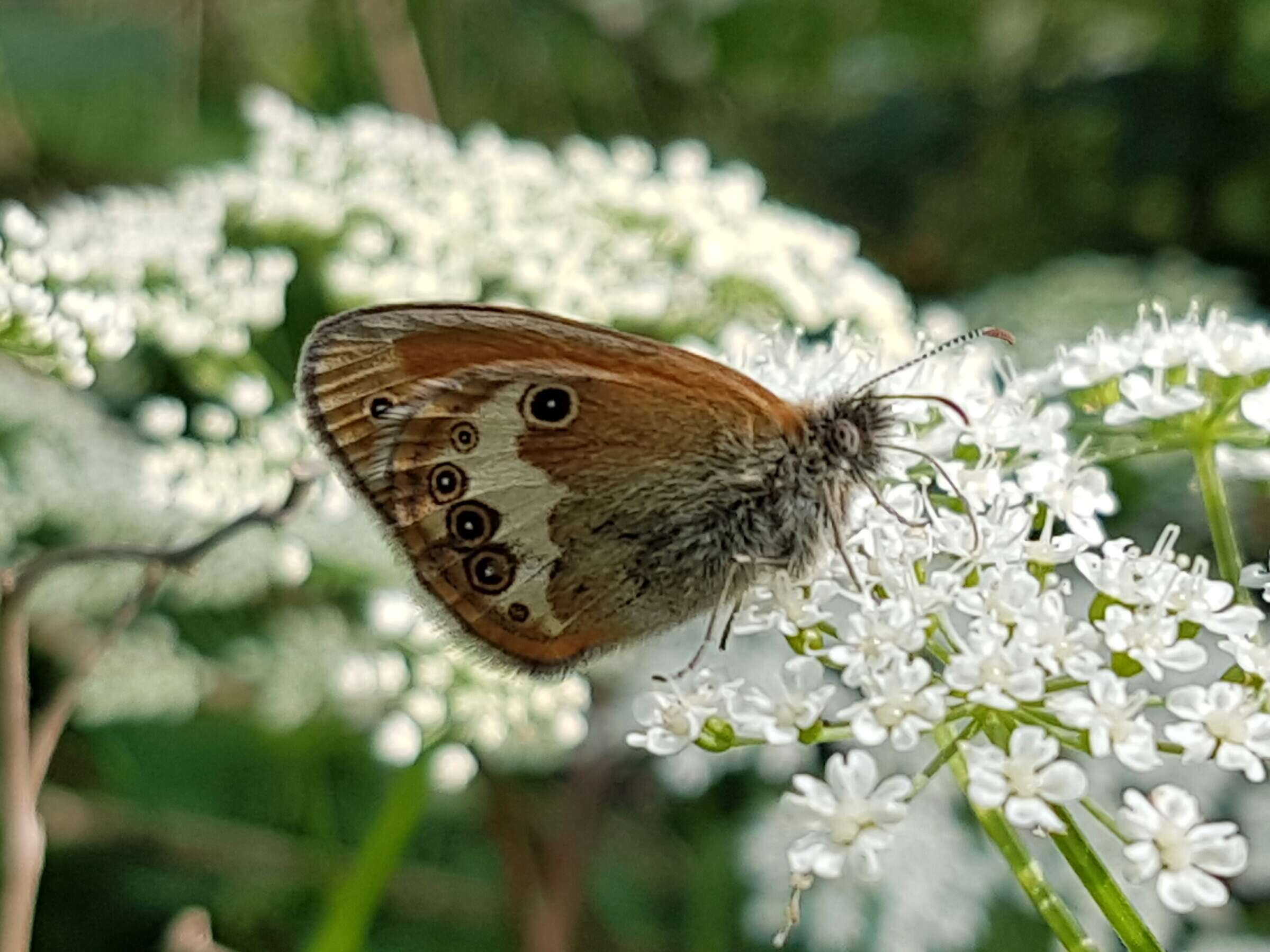 Image of pearly heath